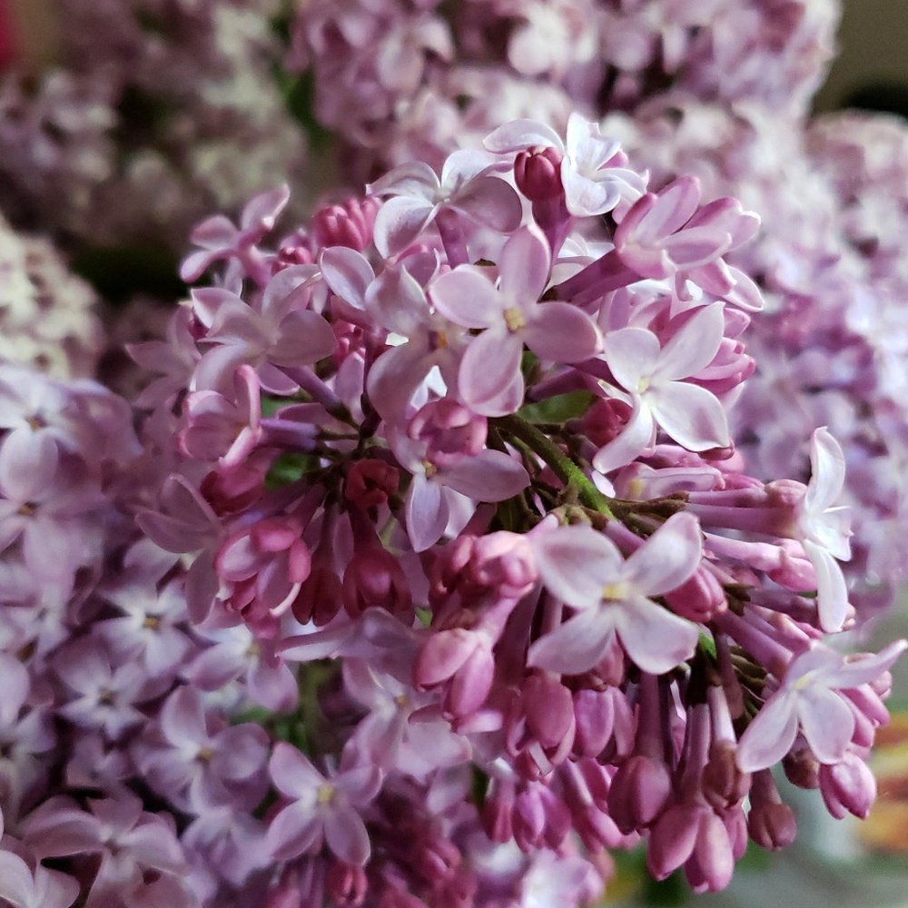 Meet your Posher, Marcy